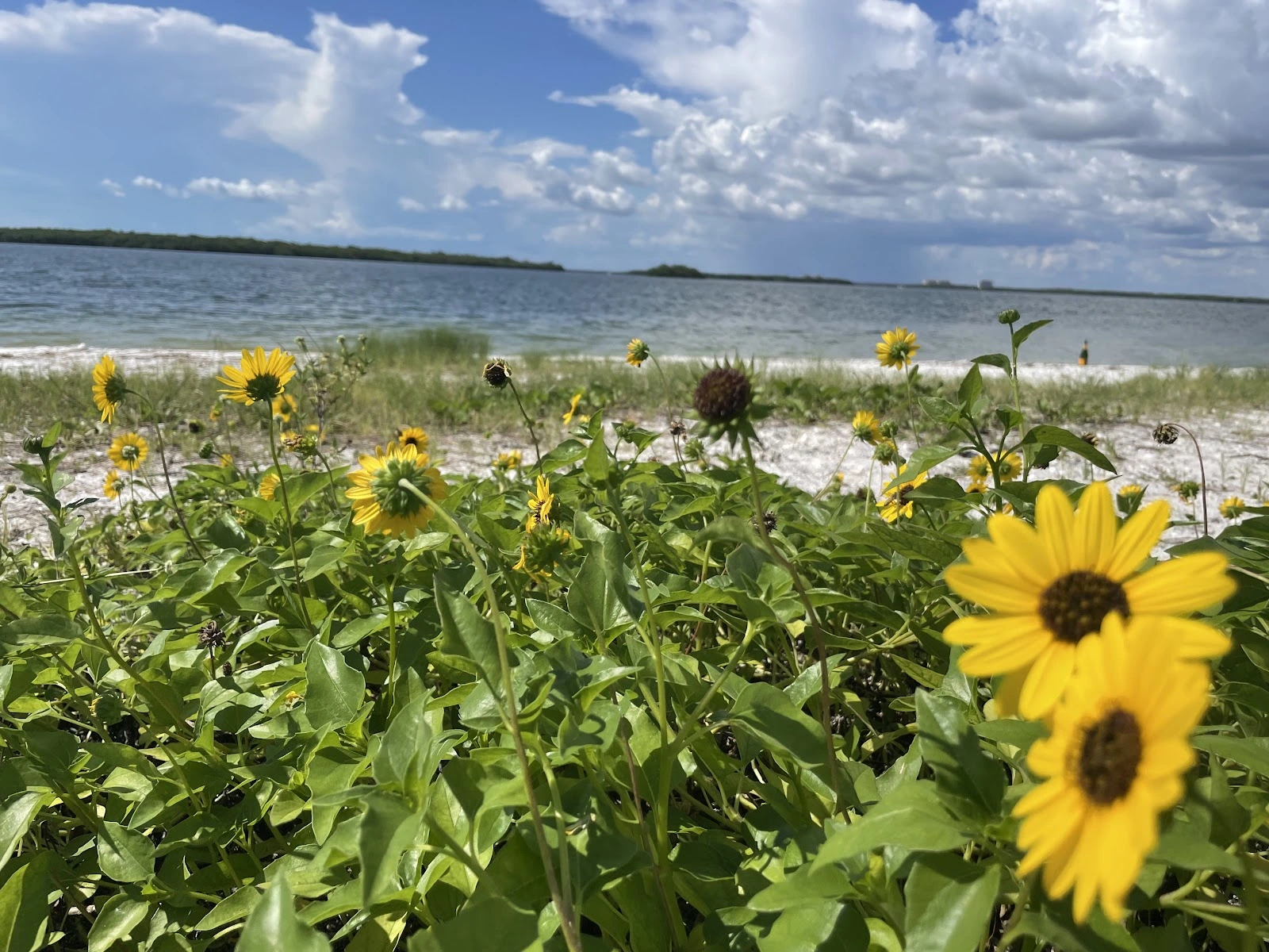 Pet Coral Veterinary Hospital & Resort