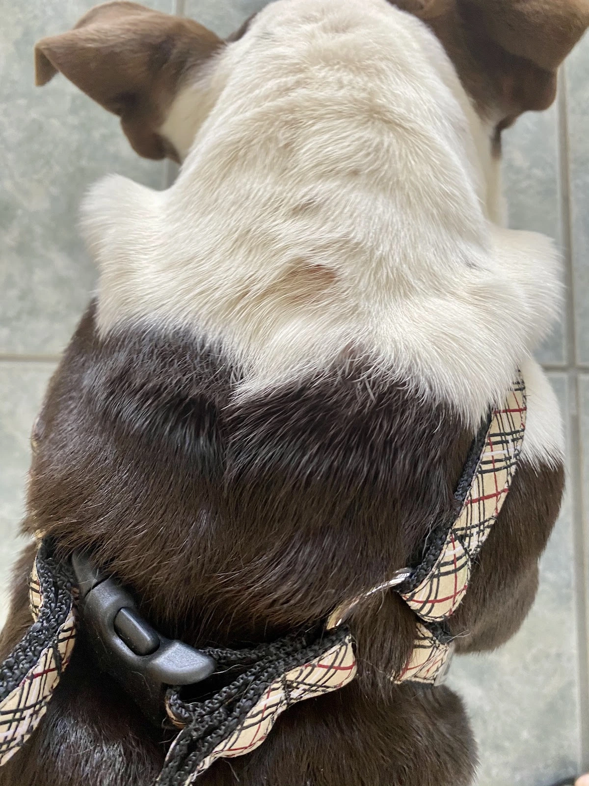 Pet Coral Veterinary Hospital & Resort