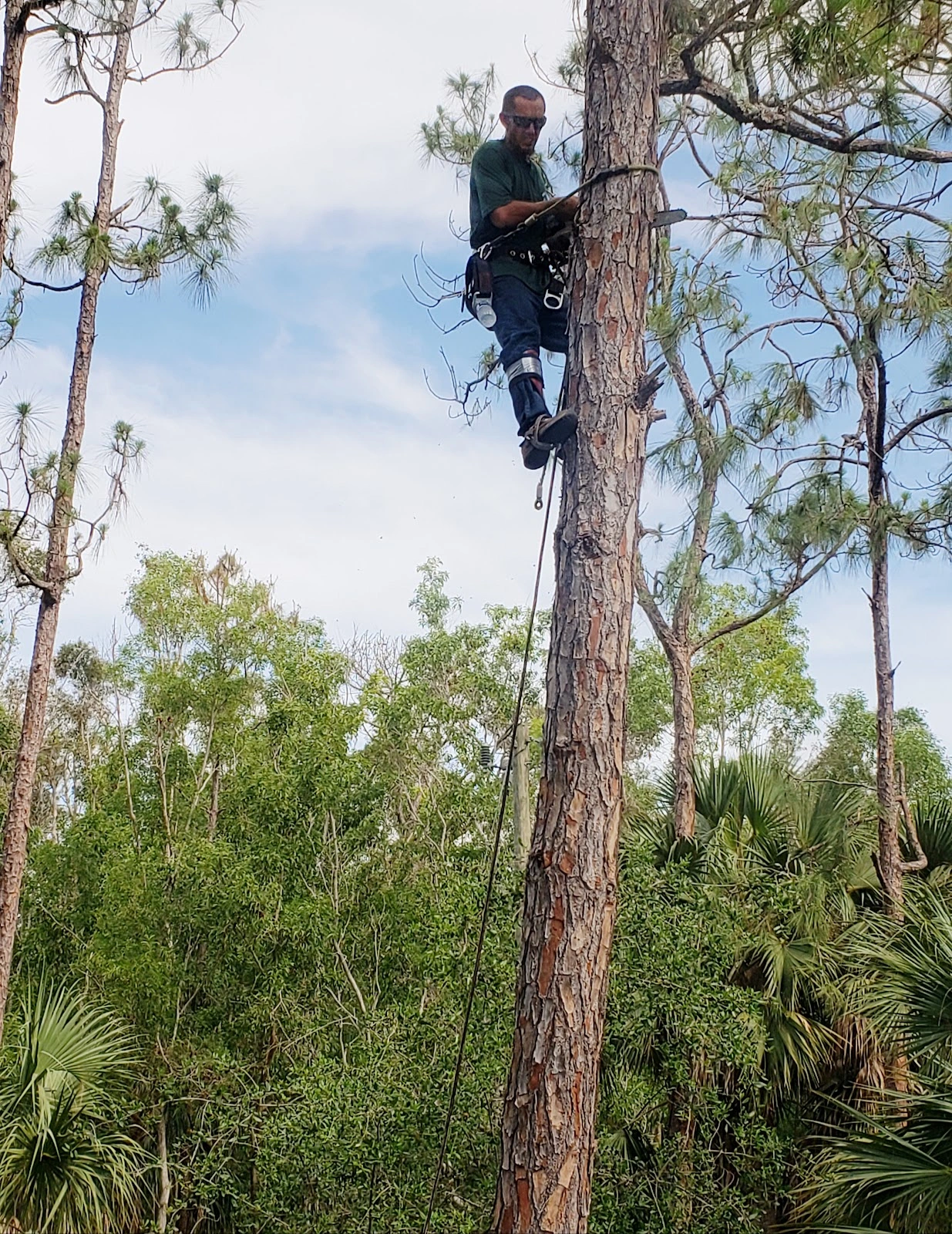 Hudson's Tree Service