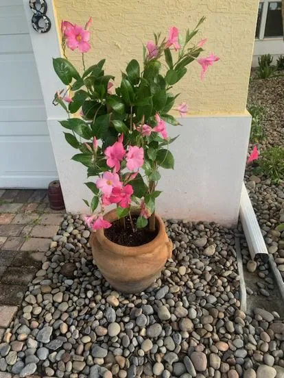 Catherine's Landscape & Garden Center