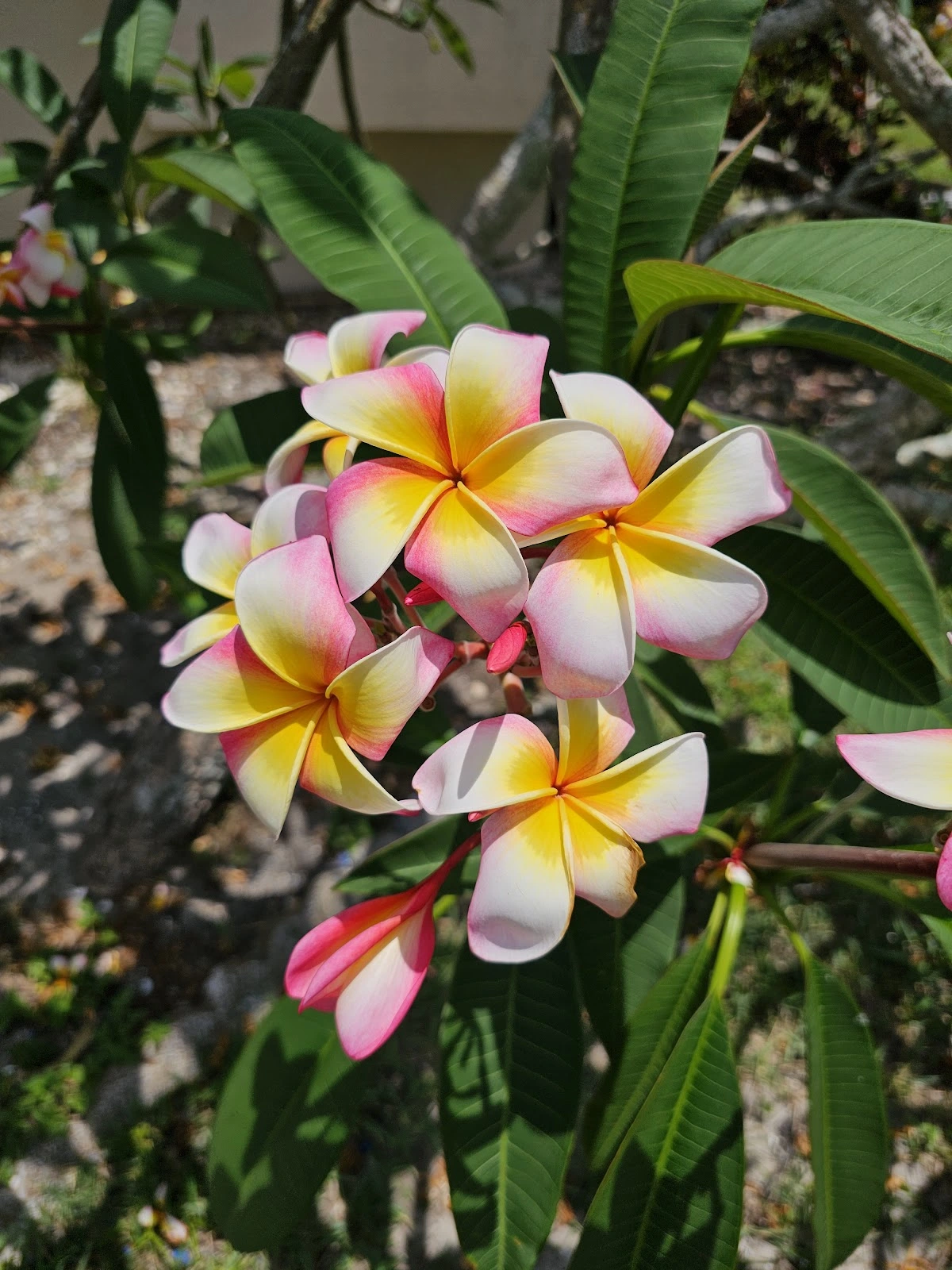 Catherine's Landscape & Garden Center