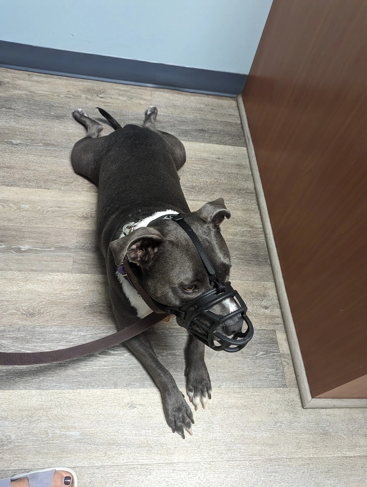 Best Friends Animal Hospital