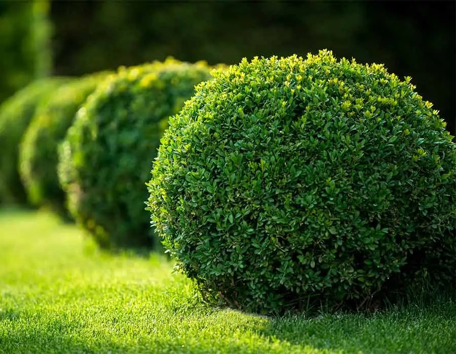 American Pride Outdoor Svcs LLC