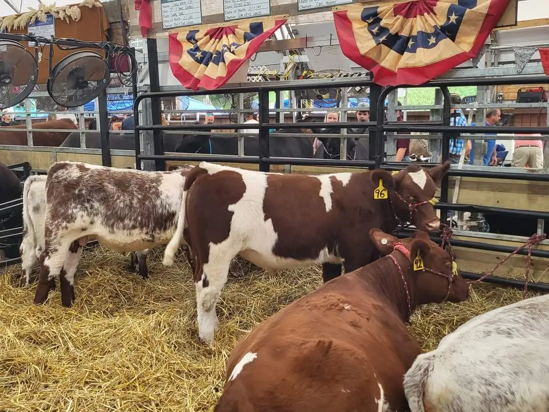 Washington County Fair