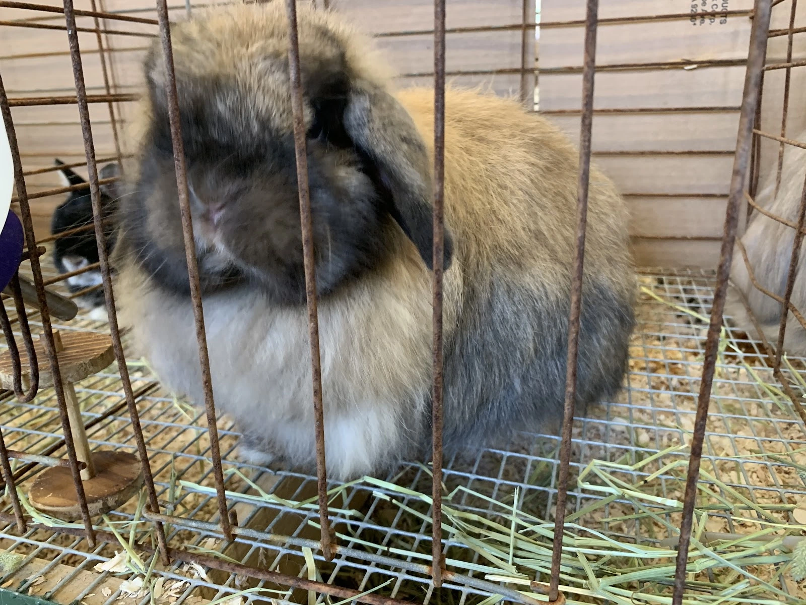 Washington County Fair