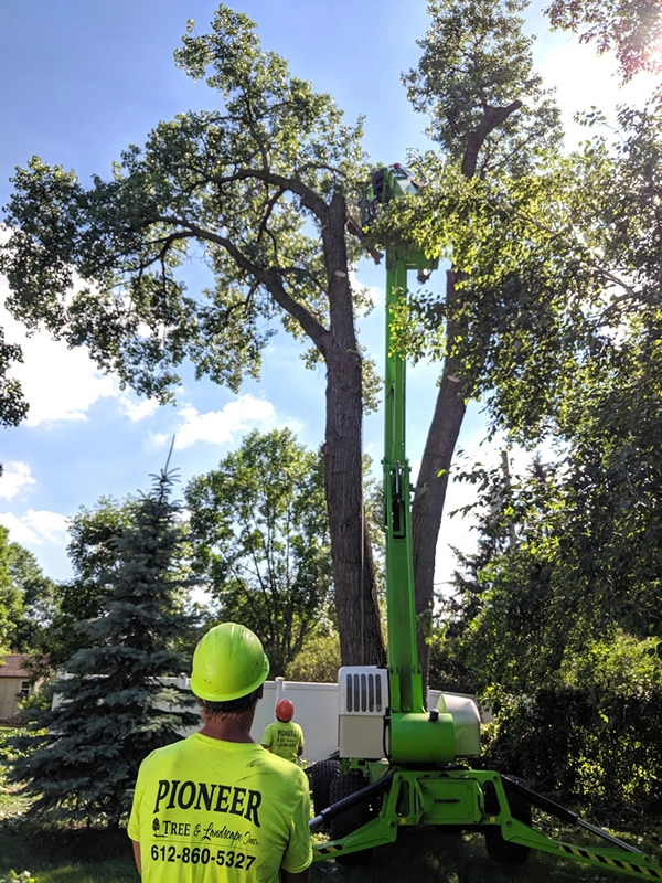 Pioneer Tree Service