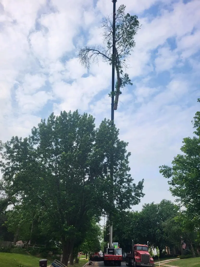 B&M Tree Service & Landscaping