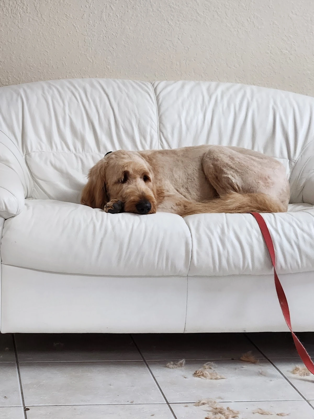 Plain & Fancy Pet Salon