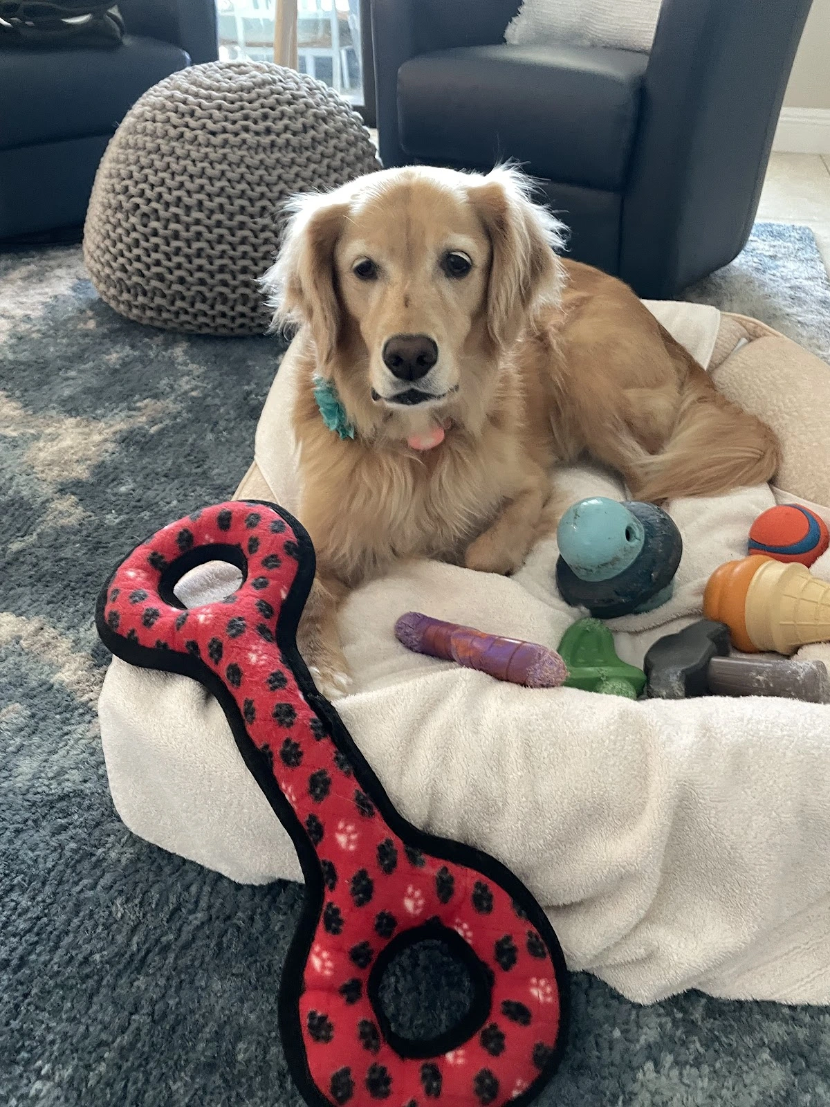 Best Friends Animal Hospital