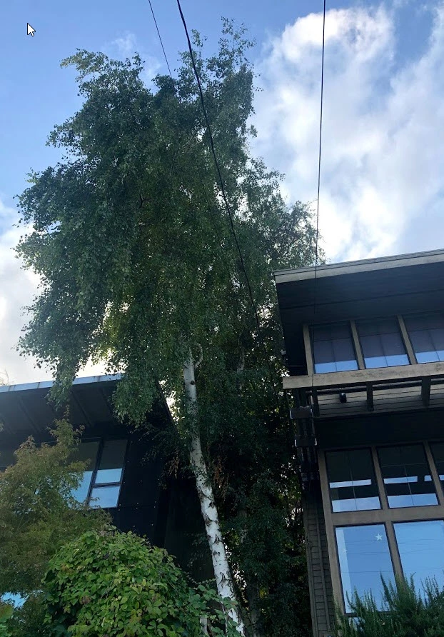 Tree133 Professional Arborists