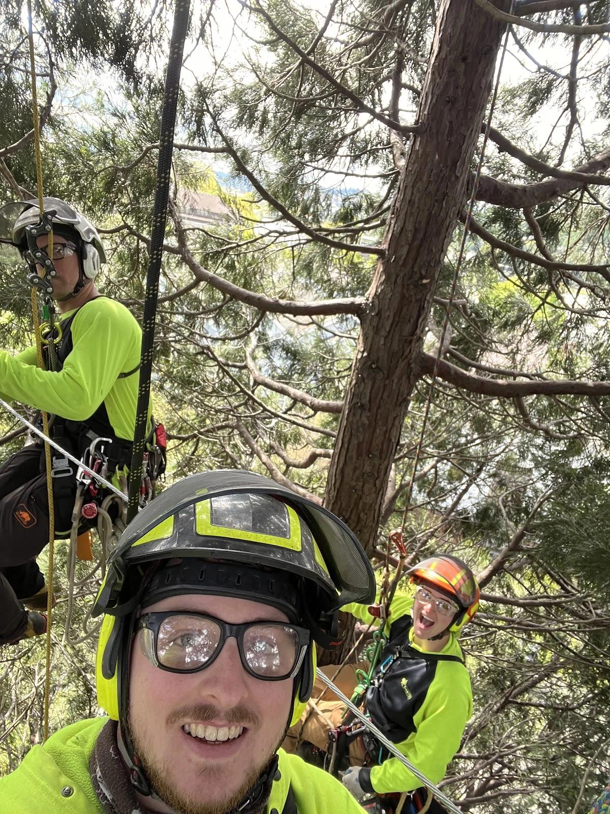 Tree133 Professional Arborists