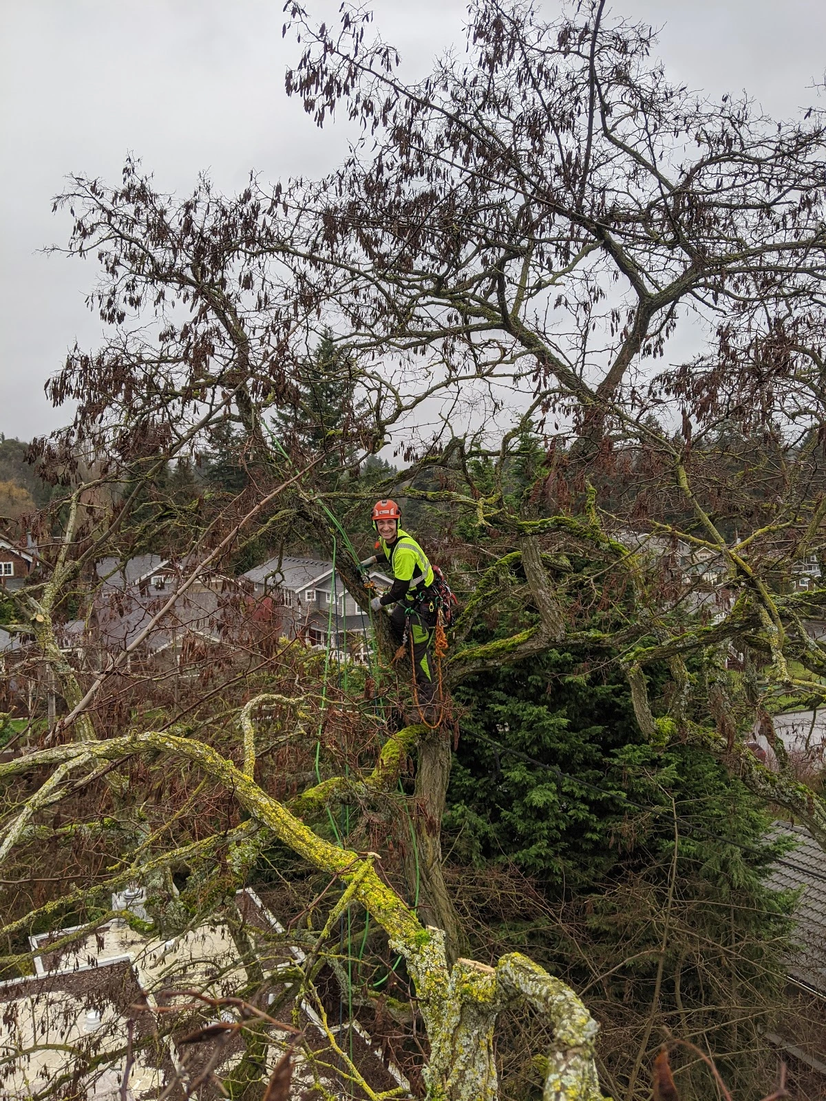 Tree133 Professional Arborists