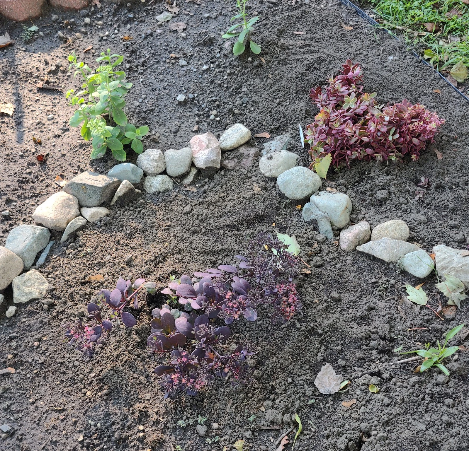 Maple Grove Tree and Shrub Care