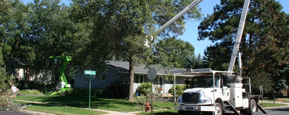 BJ Haines Tree Service