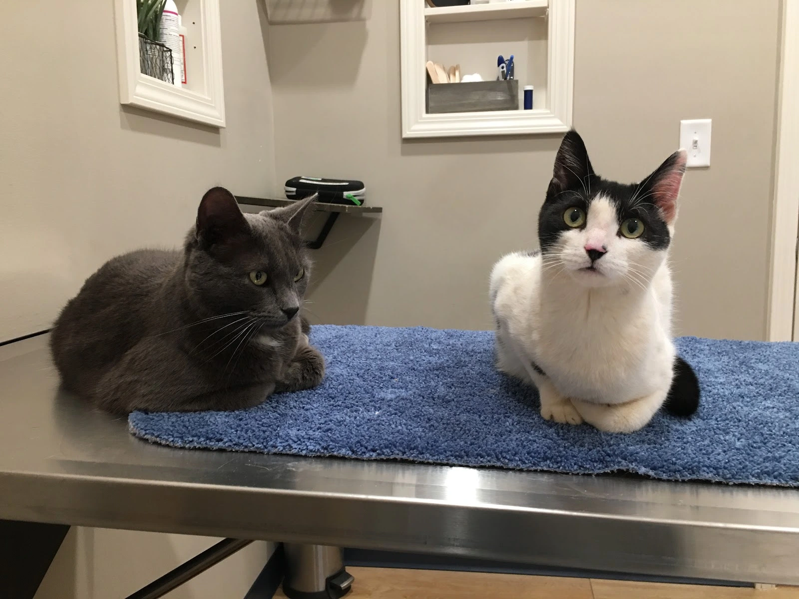 Bluegrass Veterinary Clinic