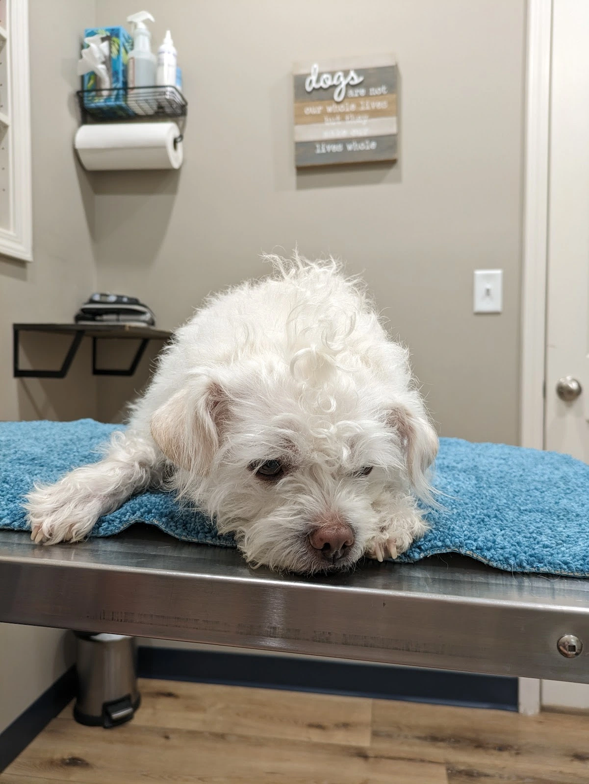 Bluegrass Veterinary Clinic