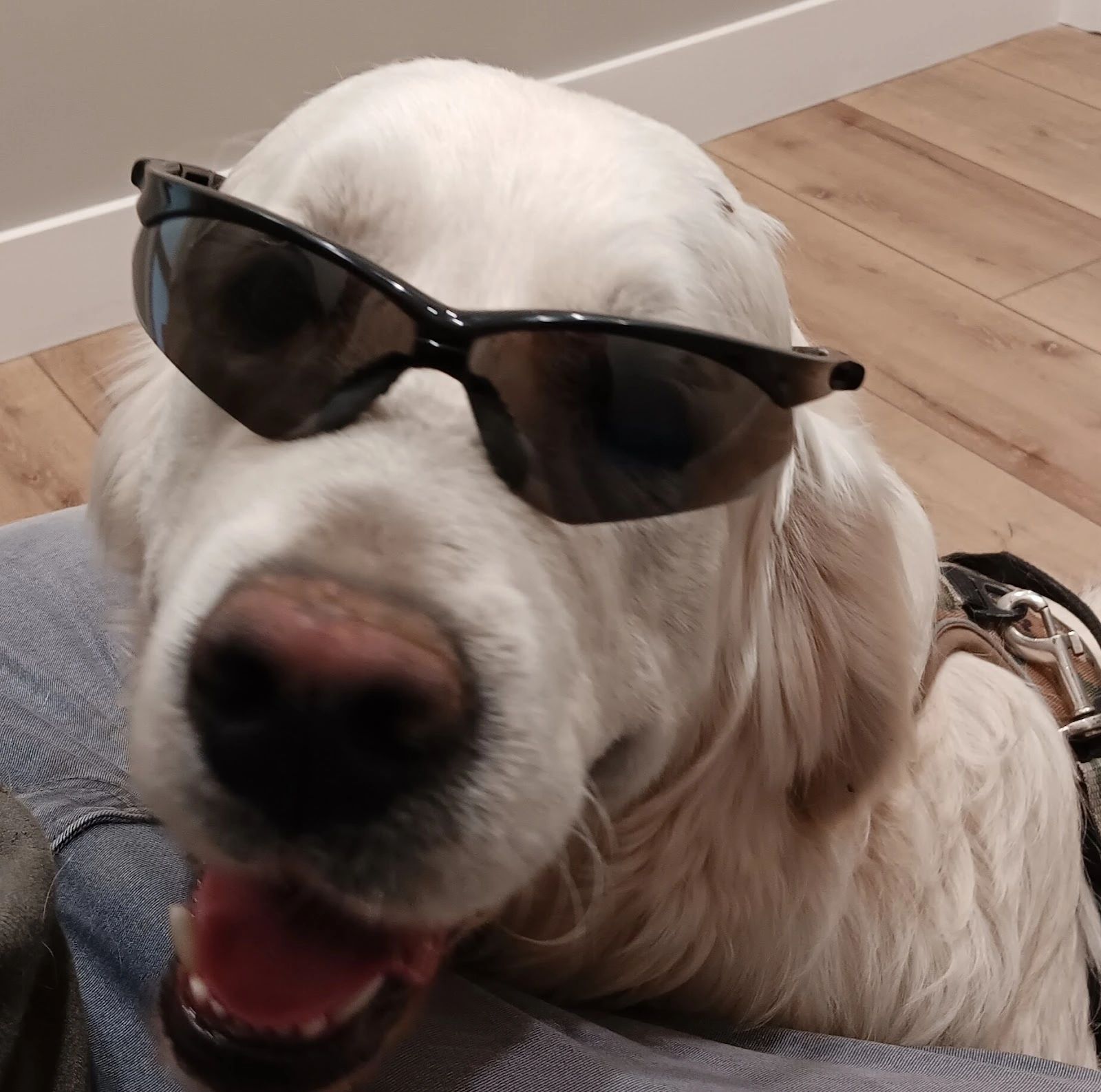 Bluegrass Veterinary Clinic