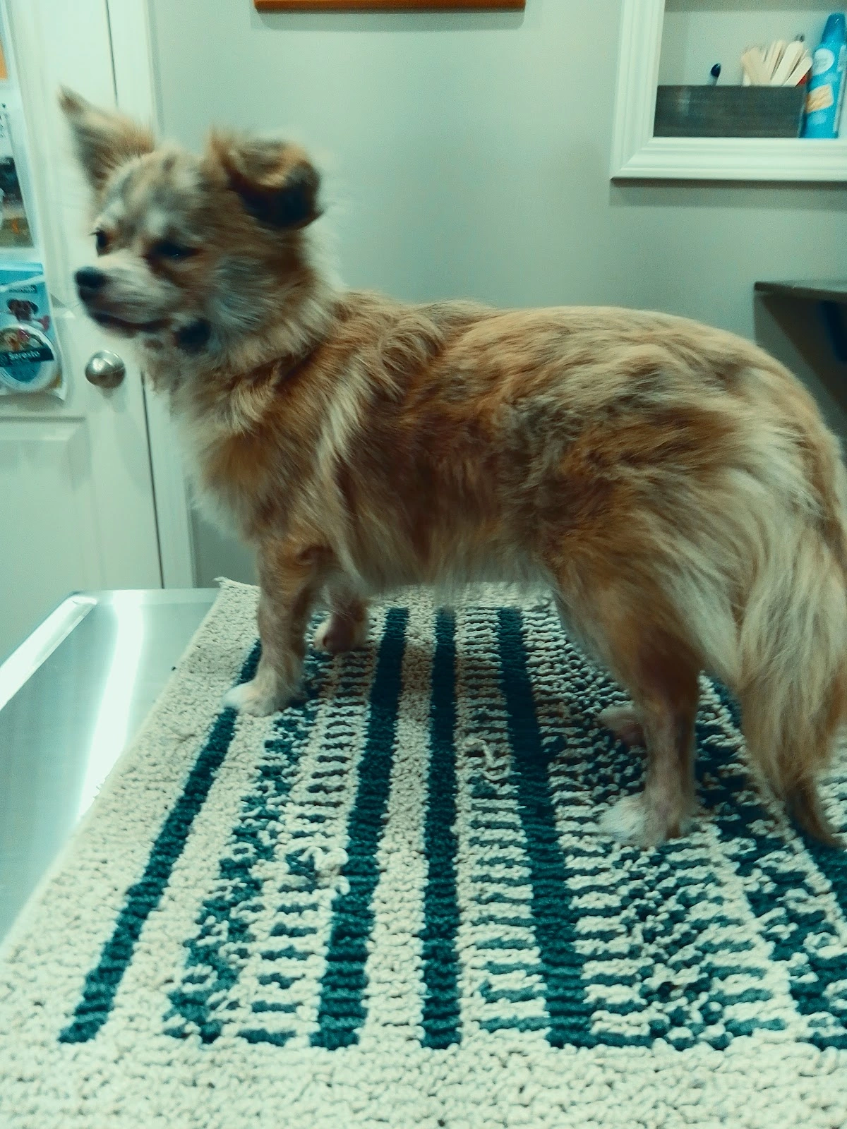 Bluegrass Veterinary Clinic