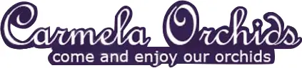 Carmela Orchids